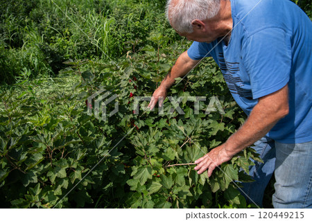 Senior Farmer Carefully Inspecting His Blueberry Farm to Ensure Quality and Progress Senior Farmer Carefully Inspecting His Blueberry Farm to Ensure Quality and Progress 120449215