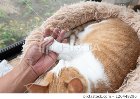 貓爪和人手棕虎白 貓爪和人手棕虎白 120449296