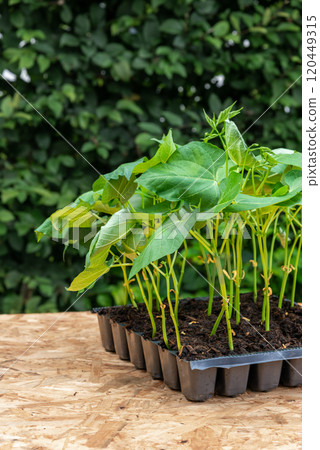 Seedlings in a plastic tray ready to be planted in the garden 120449315
