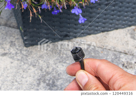 Male hand holding drip irrigation and installing it into the flo 120449316