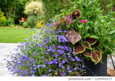 Flower pot on terrace with Lobelia, Coleus, Aster. Garden with l 120449317