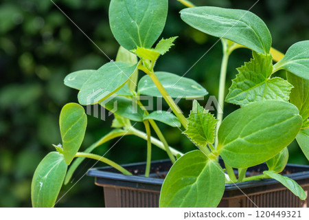 Young cucumber plants in a pot on a workbench before planting 120449321