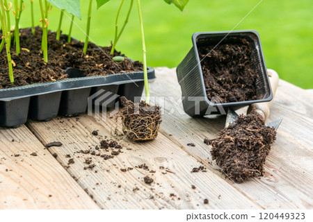 Potting up vegetable seedling into plastic container, spade fil Potting up vegetable seedling into plastic container, spade fil 120449323