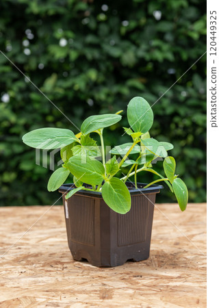 Young cucumber plants in a pot on a workbench before planting 120449325