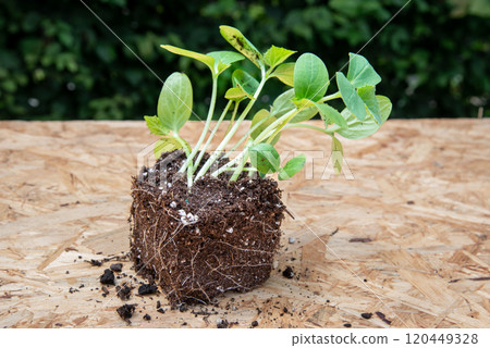 Seeding with root ball on wooden board with green leaves backgro Seeding with root ball on wooden board with green leaves backgro 120449328