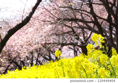 Rape flower and Kawazu cherry tree 120449404
