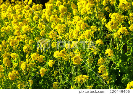 強姦開花 120449406