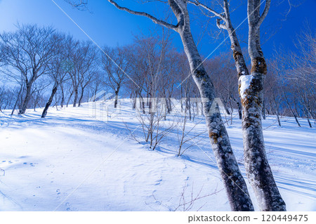 [Snowy mountain material] Landscape seen from Mt. Kotomi in winter [Nagano Prefecture] 120449475