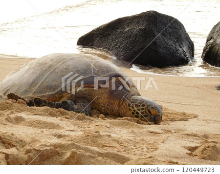 Sea turtle Sea turtle 120449723