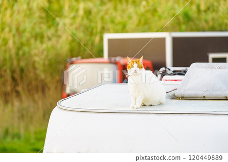 Cat on roof of rv camper car Cat on roof of rv camper car 120449889