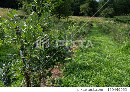 Expansive Blueberry Farm Dedicated to Producing Fresh and Healthy Fruit. Expansive Blueberry Farm Dedicated to Producing Fresh and Healthy Fruit. 120449963