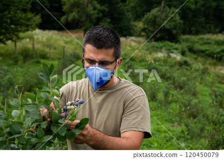 Farmer in a Protective Mask Inspecting Blueberry Quality and Checking for Pests on His Small Farm. 120450079