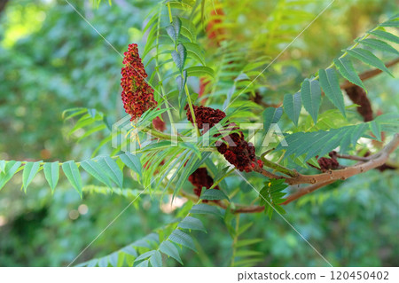 Rhus typhina is growing in garden. Countryside garden. Nature floral background. Stag horn sumac. Small tree that grows in large groups. Rhus typhina is growing in garden. Countryside garden. Nature floral background. Stag horn sumac. Small tree that grows in large groups. 120450402