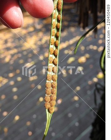 附生植物「Noxinobu」:葉子下面的孢子囊 附生植物「Noxinobu」:葉子下面的孢子囊 120450489
