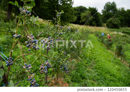 Expansive Blueberry Farm Dedicated to Producing Fresh and Healthy Fruit. 120450655