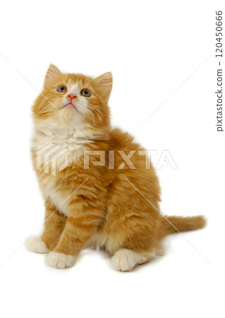 Kitten is looking up Kitten is looking up 120450666