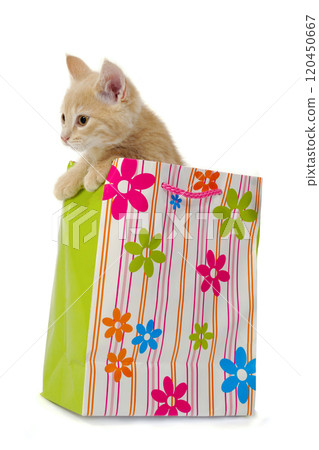 Kitten and shopping bag Kitten and shopping bag 120450667