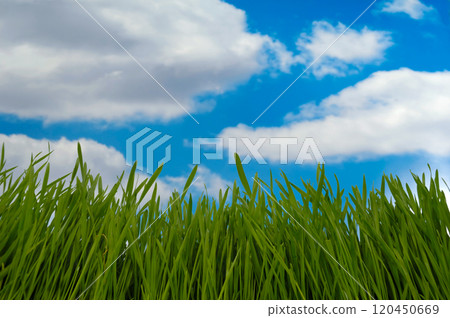 Green grass and clouds Green grass and clouds 120450669