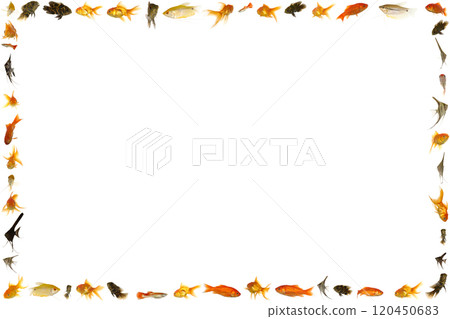 Fish frame isolated on white background Fish frame isolated on white background 120450683