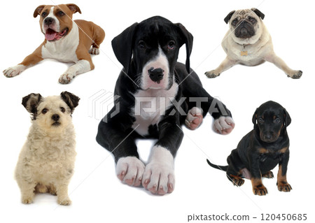 Dog collection isolated on white background 120450685