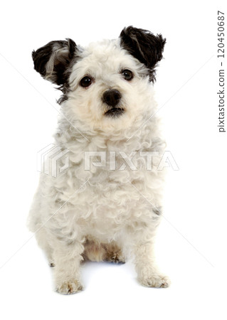 Small dog sitting on white background Small dog sitting on white background 120450687