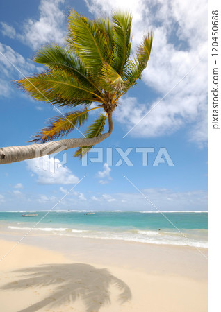 Palm hanging over exotic caribbean beach 120450688