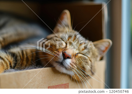 cat looks out of cardboard box in the room 120450746