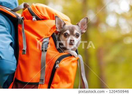 cute little chihuahua dog peeking out of a backpack on a guy's back 120450946