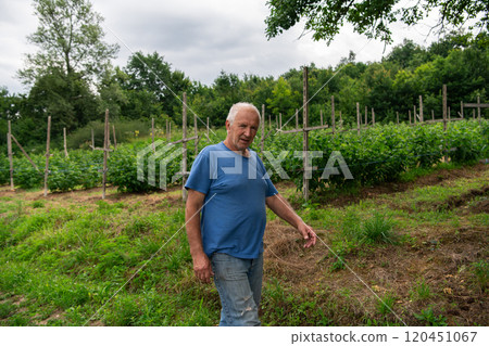 Senior Farmer Walking Through His Fields of Corn, Raspberries, and Blueberries. Senior Farmer Walking Through His Fields of Corn, Raspberries, and Blueberries. 120451067