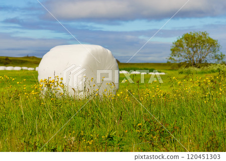 Bale of hay wrapped in plastic foil, Norway Bale of hay wrapped in plastic foil, Norway 120451303
