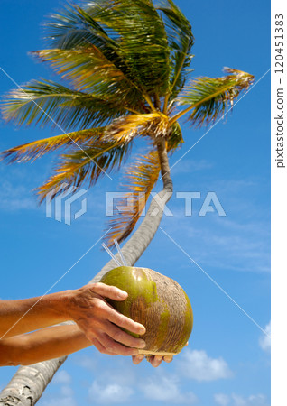 Coconut drink and palm 120451383