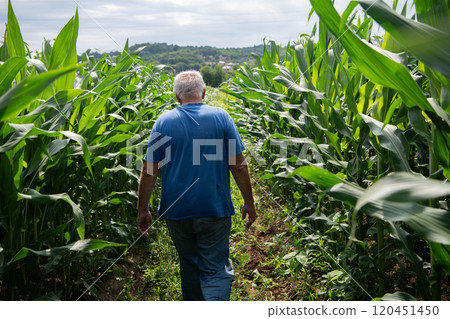 Senior Farmer Walking Through His Fields of Corn, Raspberries, and Blueberries. Senior Farmer Walking Through His Fields of Corn, Raspberries, and Blueberries. 120451450