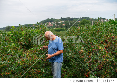 Senior Farmer Carefully Inspecting His Blueberry Farm to Ensure Quality and Progress 120451477