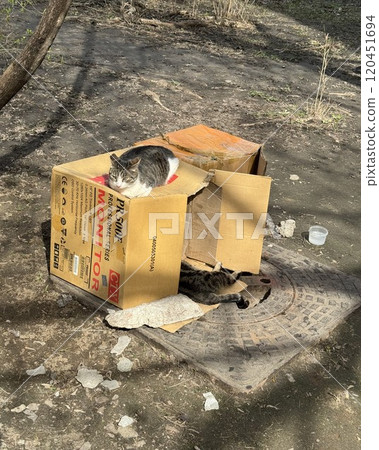 Stray Cats Relaxing on a Makeshift Cardboard Shelter 120451694