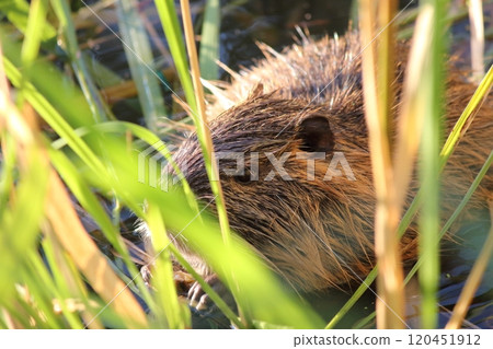 吃草的營養 120451912