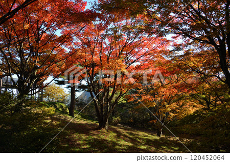 伊香保上野山公園的秋葉 伊香保上野山公園的秋葉 120452064