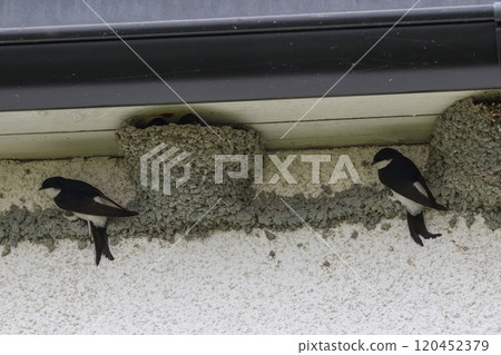 House Martin (Delichon urbicum) at nest on a building on Stora Karlso, Gotland, Sweden. 120452379
