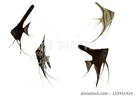 Scalar fish Scalar fish 120452424