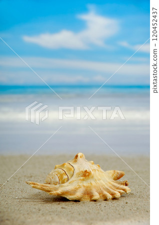 Conch on beach 120452437