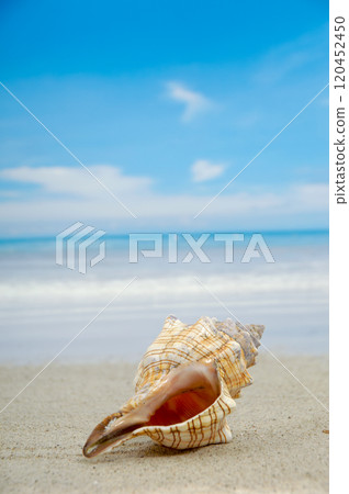 Conch shell on beach 120452450
