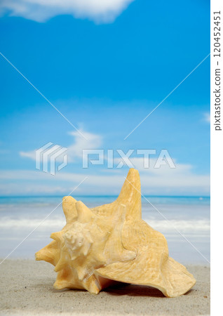 Conch on beach 120452451