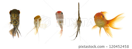 Aquarium fish are looking Aquarium fish are looking 120452458