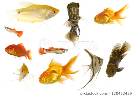 Aquarium fish on white background Aquarium fish on white background 120452459