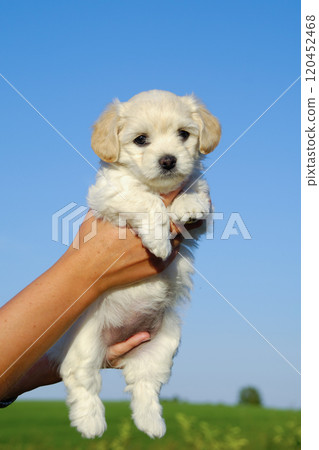 Holding sweet puppy in hands 120452468