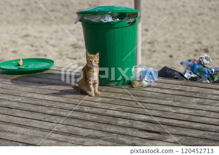 Plastic trash can on the beach. Public trash on the beach. Infection control concept. 120452713