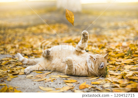Ginger cat outdoor playing with autumn leaves. Cute cat resting 120452715
