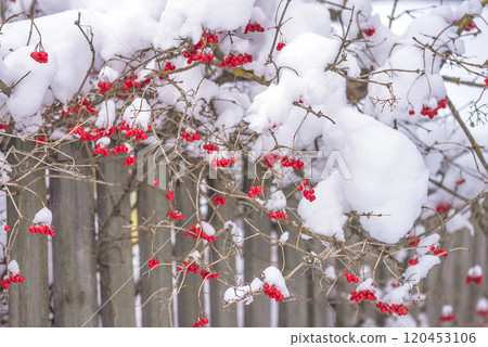 Red berries under fresh snow on wooden fence background; Christmas holiday greeting card Red berries under fresh snow on wooden fence background; Christmas holiday greeting card 120453106