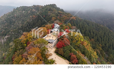 Aerial photography of a mountain castle in the sky with autumn leaves [Bicchu Matsuyama Castle] by drone_TKBM_No40 120453190
