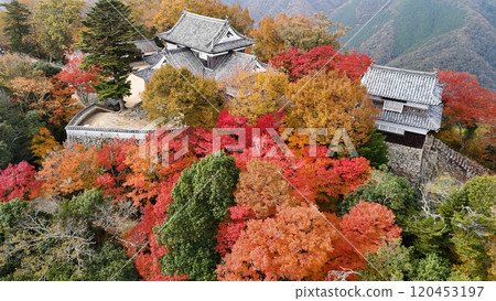 Aerial photography of a mountain castle in the sky with autumn leaves [Bicchu Matsuyama Castle] by drone_TKBM_No70 120453197