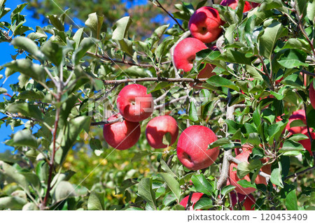 Ripe red Shinshu apples Ripe red Shinshu apples 120453409
